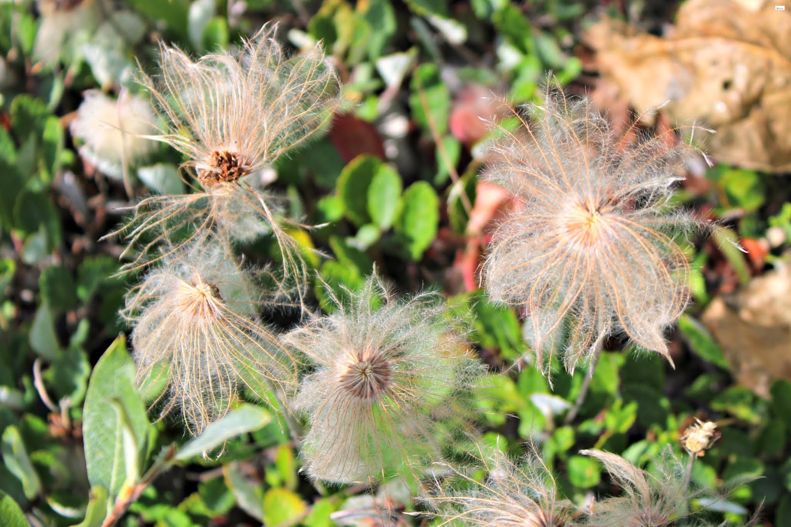 Root Glacier Trail Hike in Kennicott, Alaska Caravan Sonnet Blog